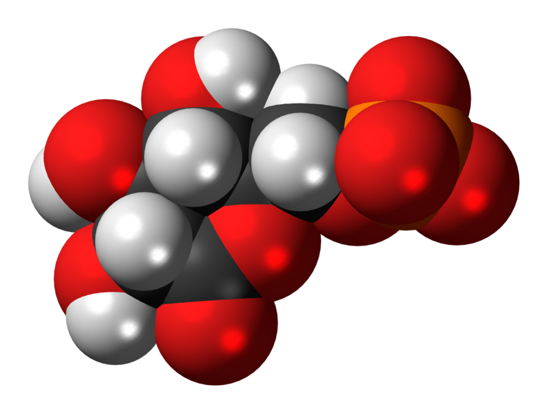 File:6-Phosphogluconolactone-anion-3D-spacefill.png