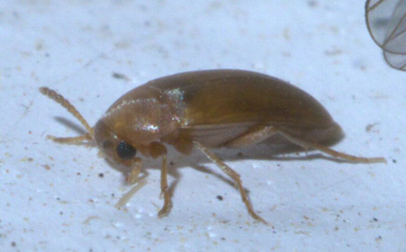 File:Anaspis rufa P1290869a.jpg