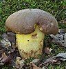 Boletus appendiculatus, Eggingen, Germany