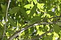 Anolis cuvieri consuming a beetle