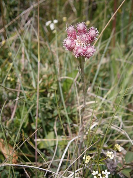 File:Antennaria dioica female.jpg