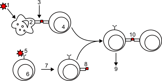 File:Antigens presentation.svg