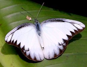 Dorsal view