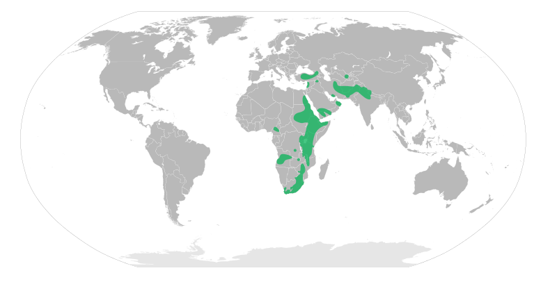 File:Argyrolobium distribution map.svg