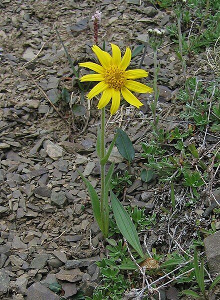 File:Arnica angustifolia.jpg