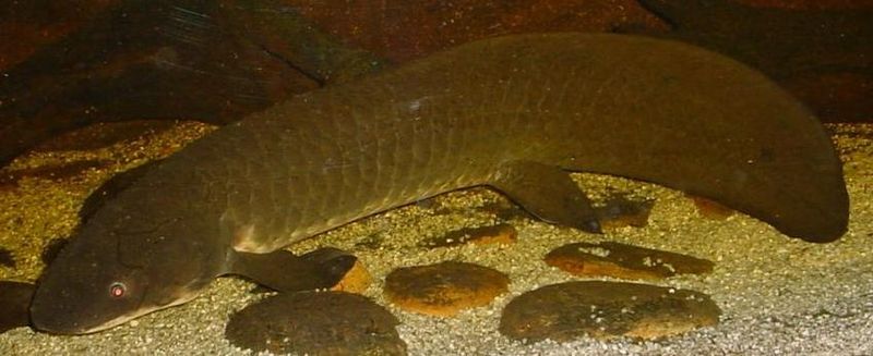 File:Australian-Lungfish.jpg