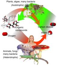 Overview of cycle between autotrophs and heterotrophs. Creative Commons Attribution-Share Alike 3.0 Unported licensing, attributed to multiple authors, see image description