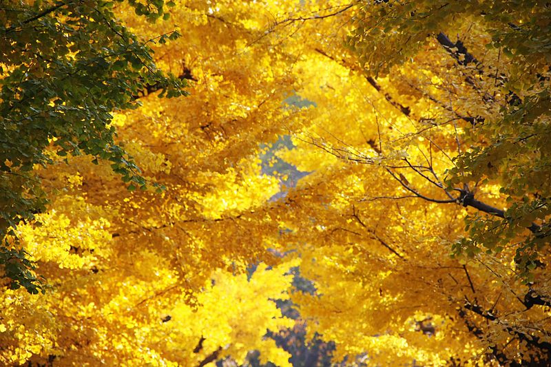 File:Autumn gradation.jpg