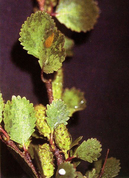 File:Betula nana0.jpg