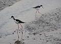 Image 26Mudflats become temporary habitats for migrating birds (from Marine habitat)