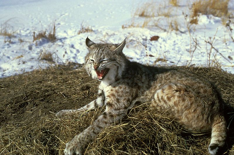 File:Bobcat.jpg