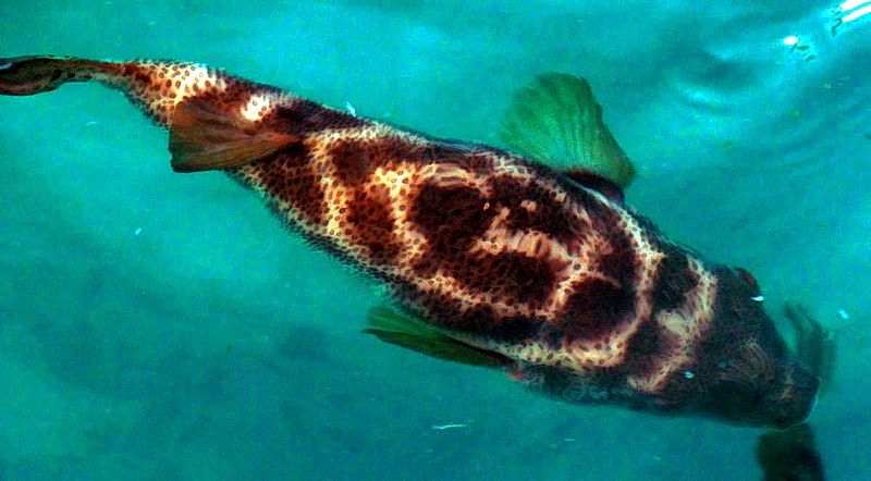 File:Bullseye Puffer.jpg