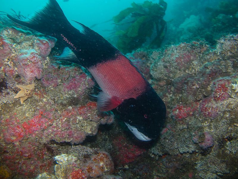 File:CA Sheephead, CINMS.jpg