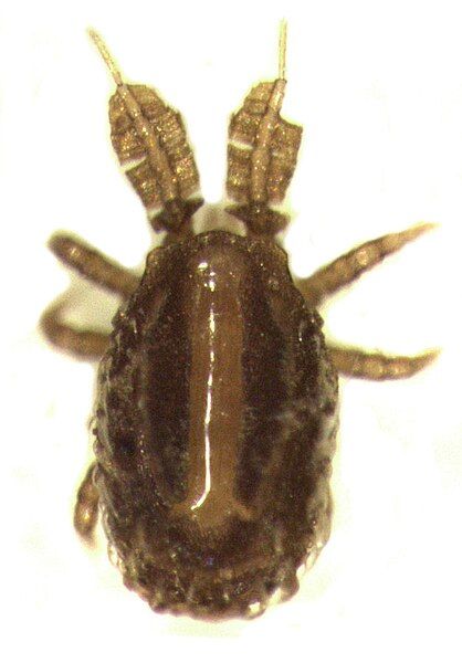 File:Calotrachytes fimbriatipes.jpg