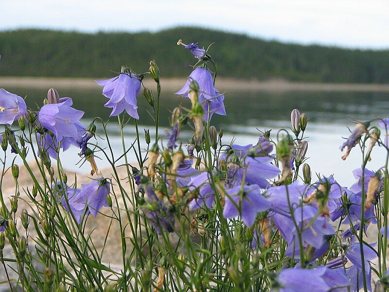 File:Campanula rotundifolia 002a.jpg