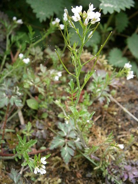 File:Cardamine flexuosa 004.JPG