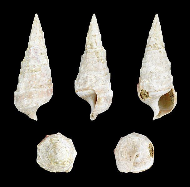 File:Cerithium varicosum 01.JPG