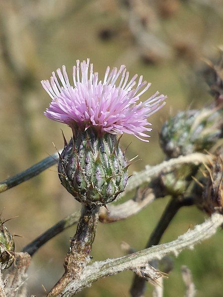 File:Cirsium brachycephalum sl40.jpg