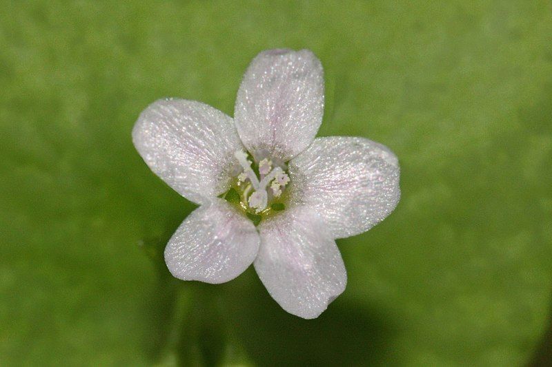 File:Claytonia perfoliata 2710f.JPG