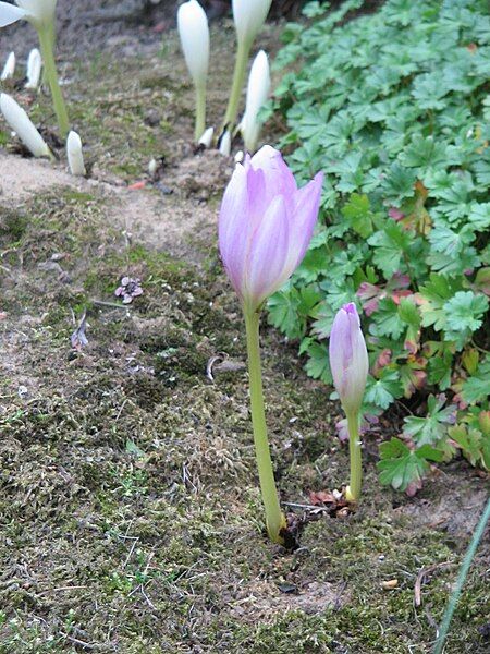 File:Colchicum bormuelleri002.jpg