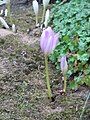 Colchicum bormuelleri