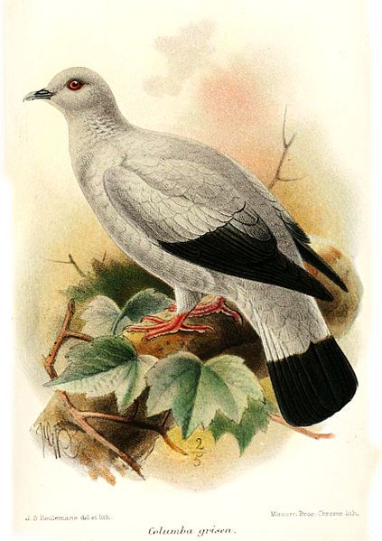 File:ColumbaGriseaKeulemans.jpg