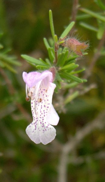 File:Conradina grandiflora.png