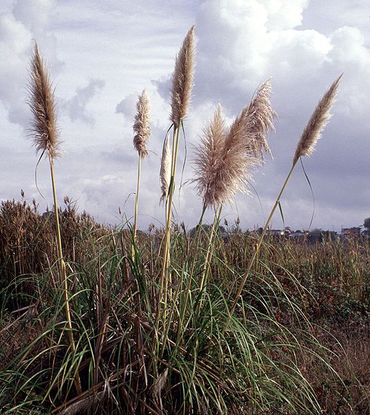 File:Cortaderiajubata.jpg