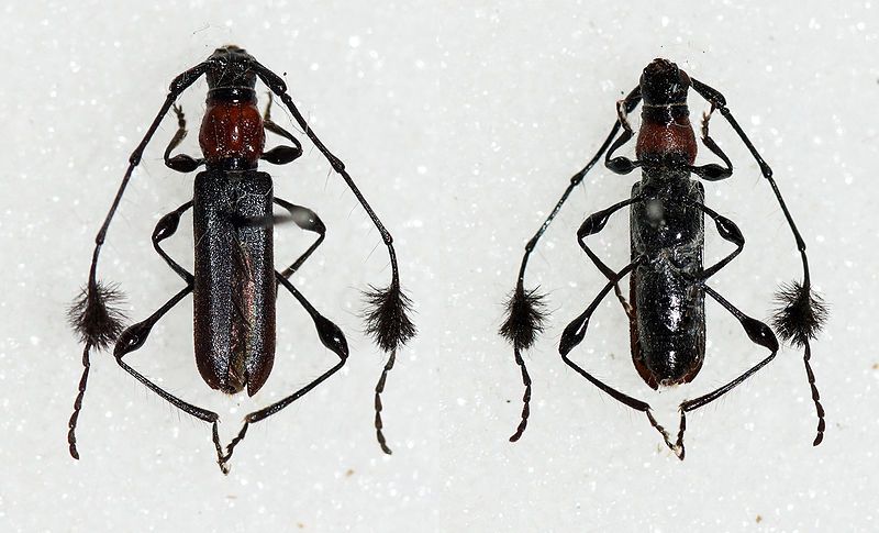 File:Cosmisoma brullei (21194429875).jpg