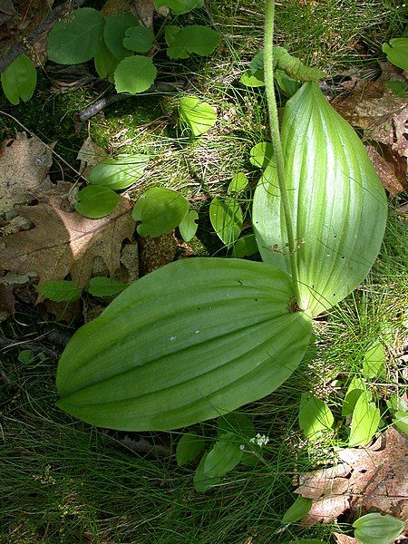 File:Cypripedium acaule 15-p.bot-cyprip.acaul-004.jpg