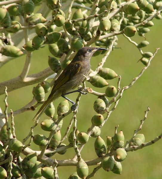 File:Dark-brown honeyeater.JPG