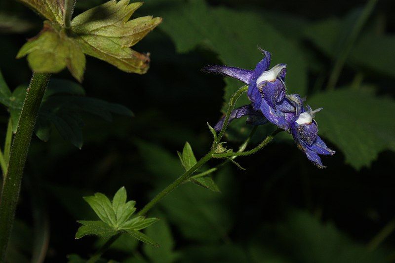 File:Delphinium trolliifolium 3633.JPG