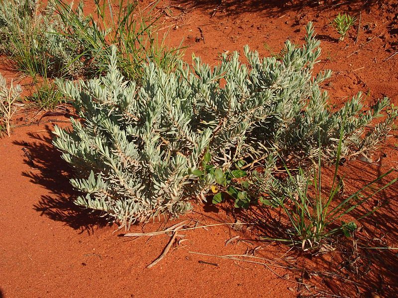 File:Dicrastylis lewellinii habit.jpg