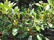 Flowers with leaves