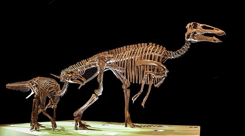 File:Edmontosaurus annectens HMNS.jpg