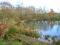 The old fish pond in the Bull Park.