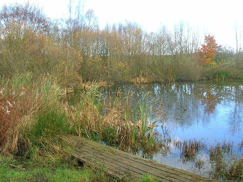 File:Eglinton fishpond 1.JPG