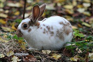 What big ears you have, Grandmother.