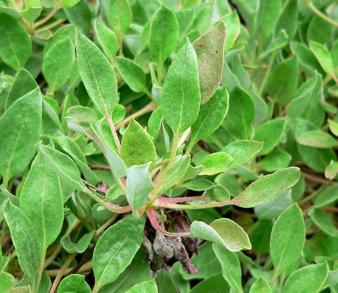 File:Eriogonum ursinum 6.jpg