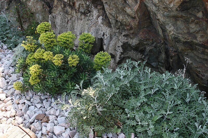 File:Euphorbia-characias-total.JPG