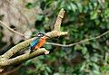 Kingfisher