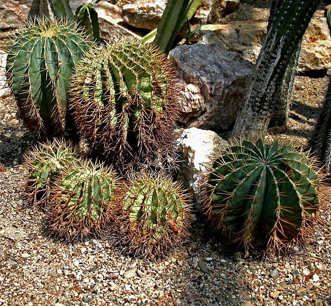 File:Ferocactus glaucescens Prg1.jpg