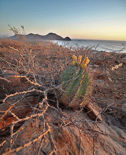 File:Ferocactus townsendianus 252760270.jpg