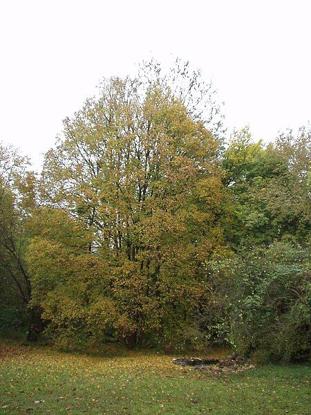 File:Field maple.JPG