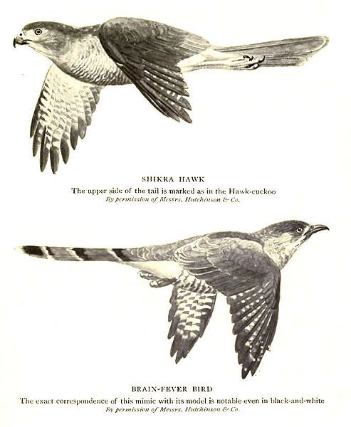 File:FinnBirdMimic.jpg