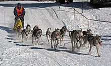 A pack of Husky dogs pulling a sled being ridden by a man on a snowy road.