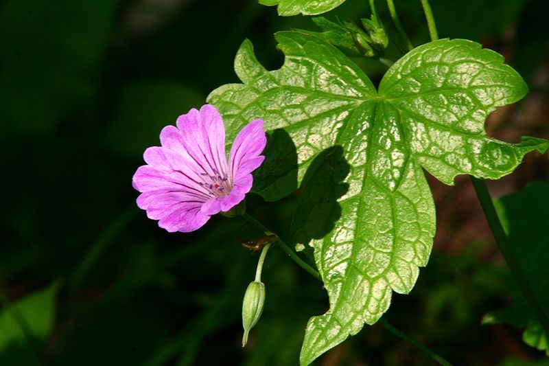 File:Geranium nodosum ENBLA01.jpeg