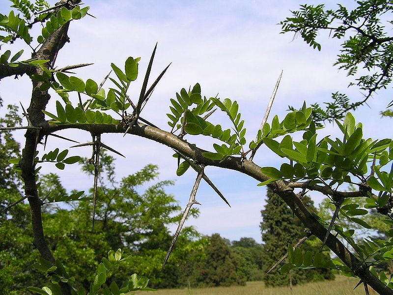 File:Gleditsia texana 2.jpg