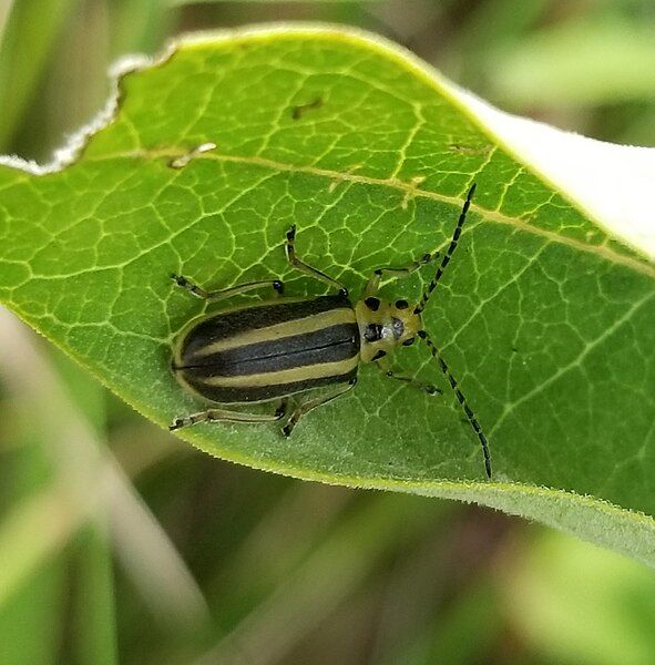 File:Goldenrod Leaf Beetle.jpg