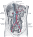 Posterior abdominal wall, after removal of the peritoneum, showing kidneys, suprarenal capsules, and great vessels.